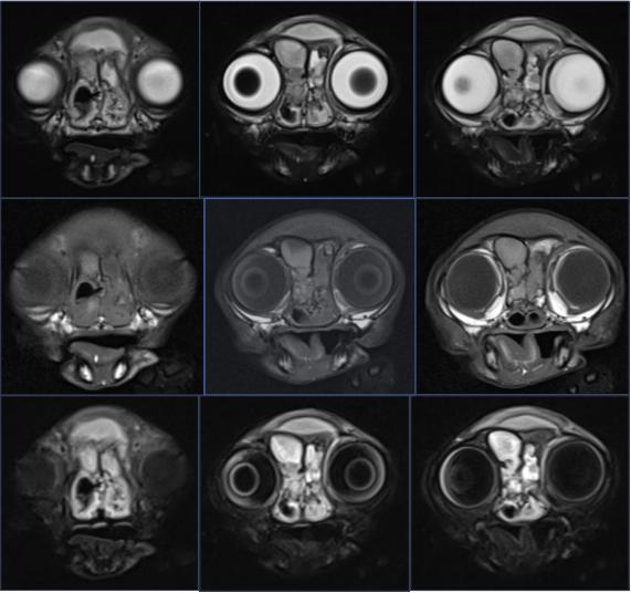 猫咪额头鼓起来软软的怎么回事,猫咪额头红怎么回事