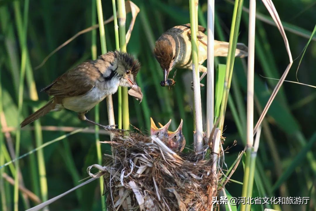 动听河北|这片湖被称作“东亚蓝宝石”，竟是禹王治水留下的“禹迹”！