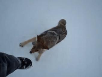 真正的狼灭：美国农场主一夜*击狙**45只郊狼，全套黑科技开挂了