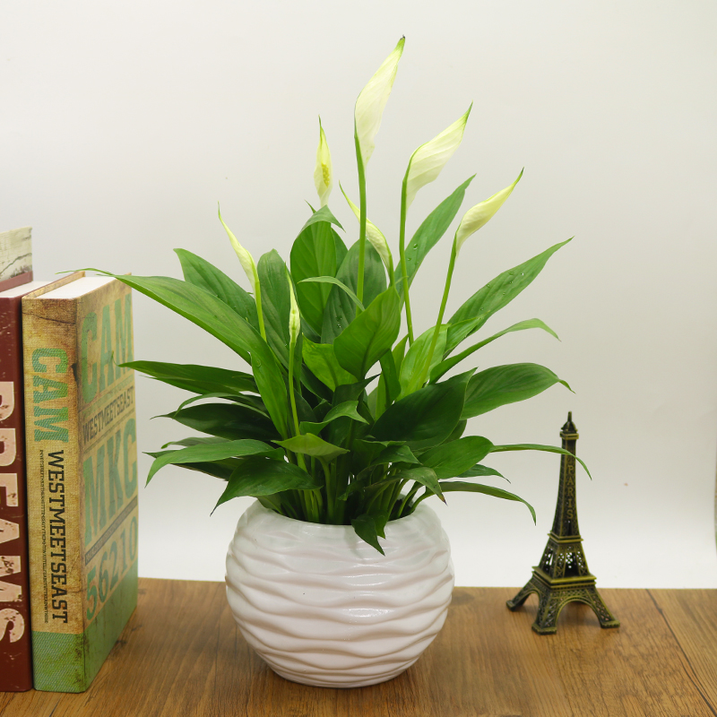 100种绿植大全,50种盆栽绿植花卉大全