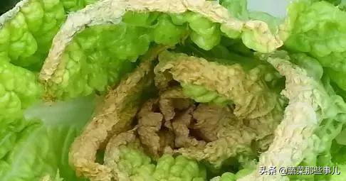 预防白菜虫害,预防娃娃菜开花