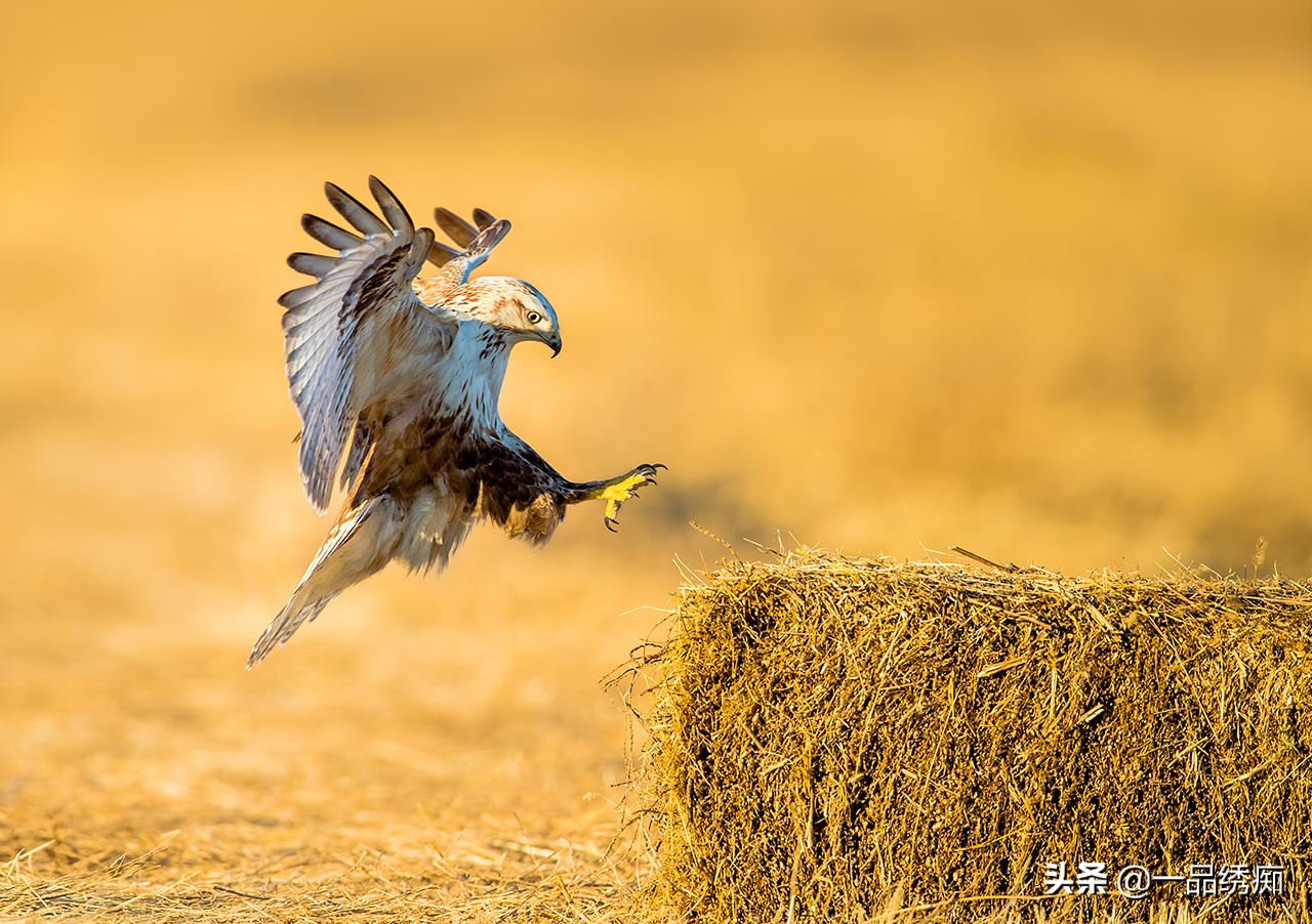 鸟类名字生僻字,带有鸟字的生僻字