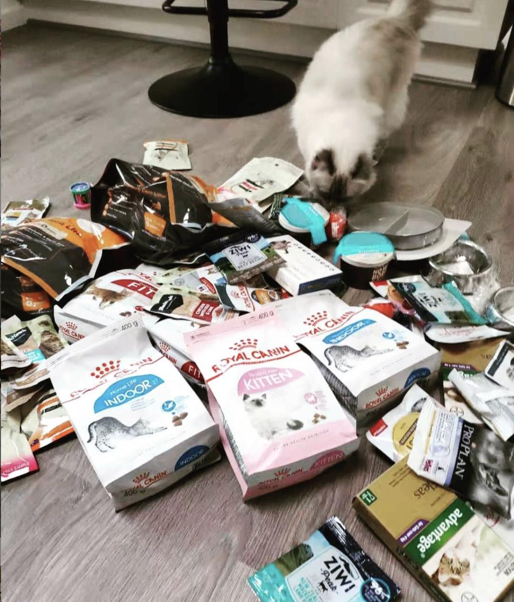 猫粮怎么样选,卫仕猫粮和江小傲猫粮哪个好