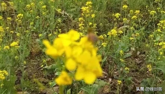蜜蜂养殖技术人员应该注意的问题,养蜂技术知识五百问蜜蜂饲养篇