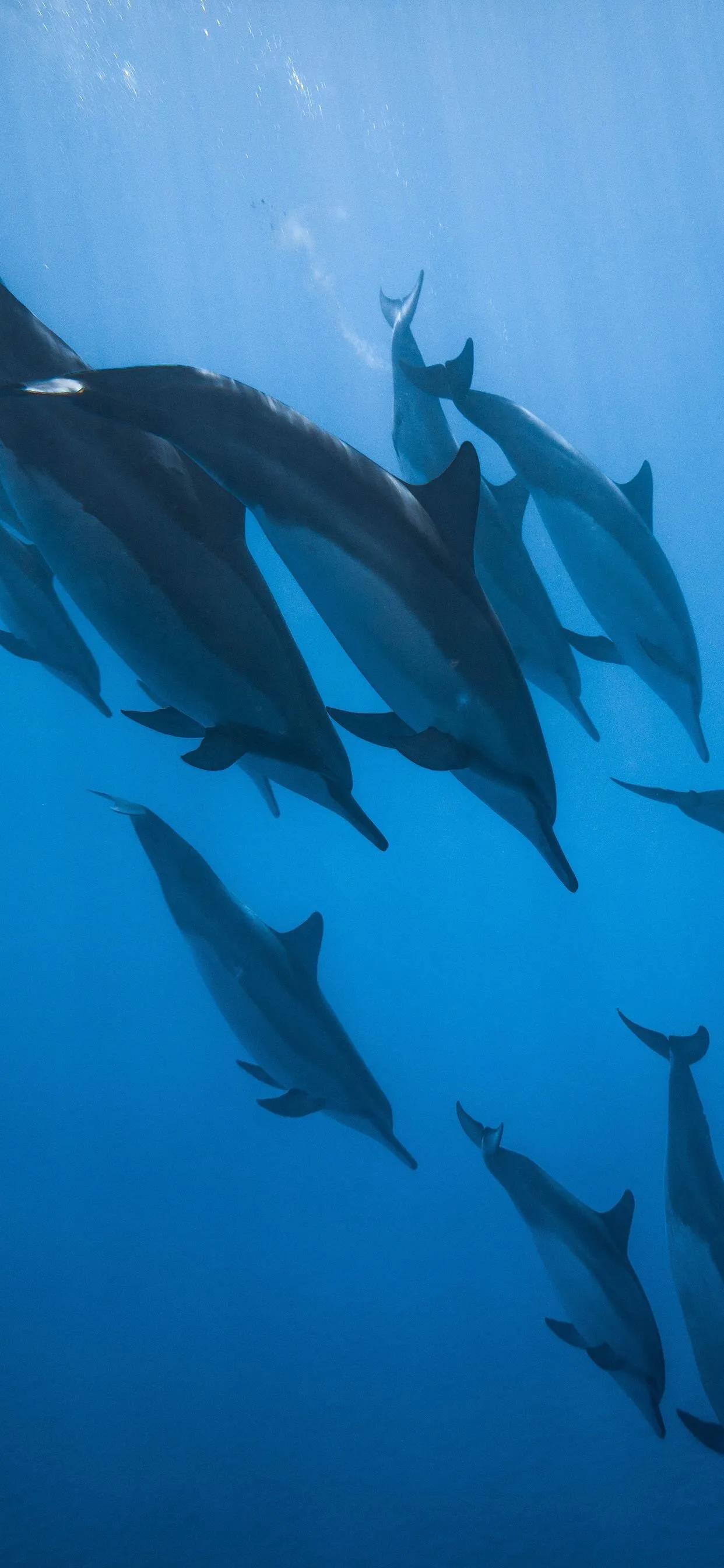 海洋壁纸2023,海洋系列壁纸