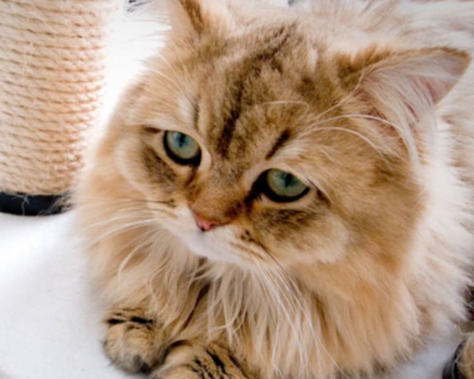 猫咪寄生虫感染人的途径,猫咪寄生虫感染用什么最好