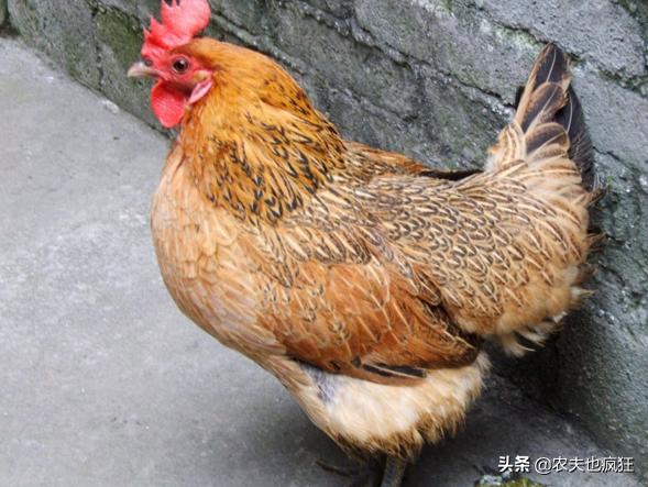 “狗无八年，鸡无六载”有道理吗？10年的鸡头真不能吃？答案来了