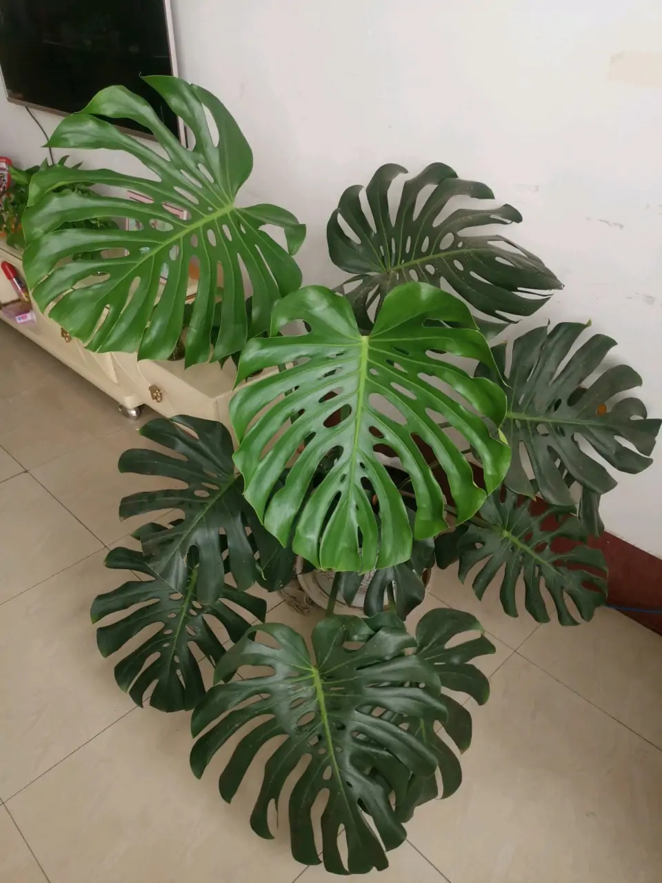 好养的盆栽花卉大全,人养花花