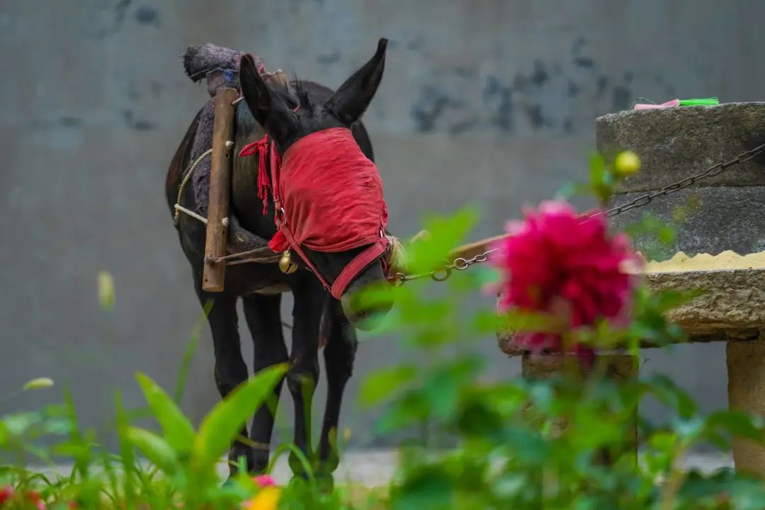 这个真实存在的古村落美如仙境,沂蒙山风景区内的古村落