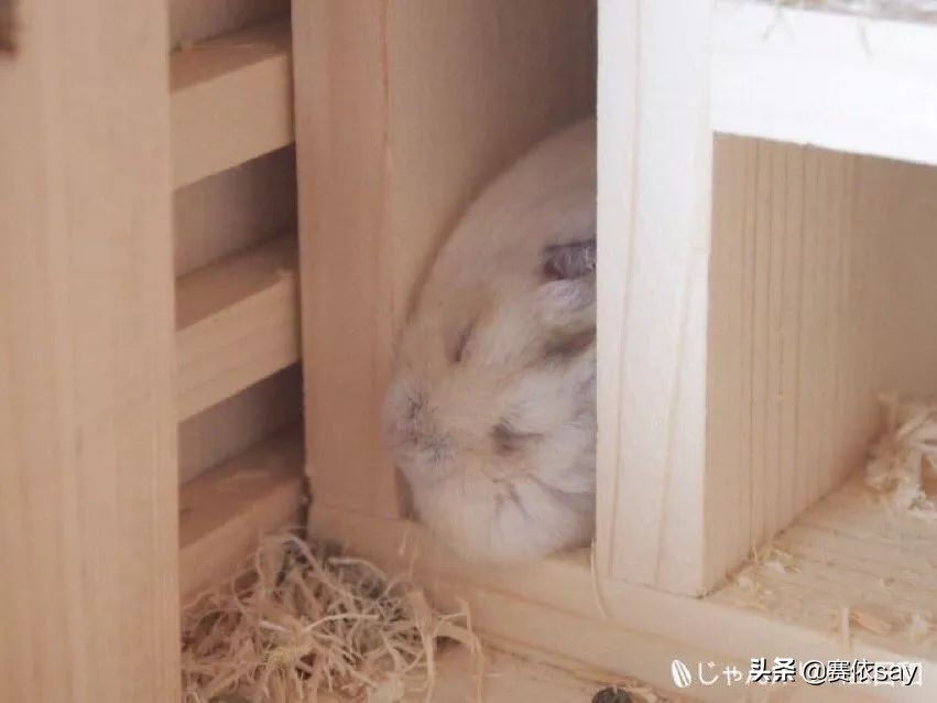 日本推主养了只小仓鼠，又团又圆的样子简直萌炸了！可爱到治愈！