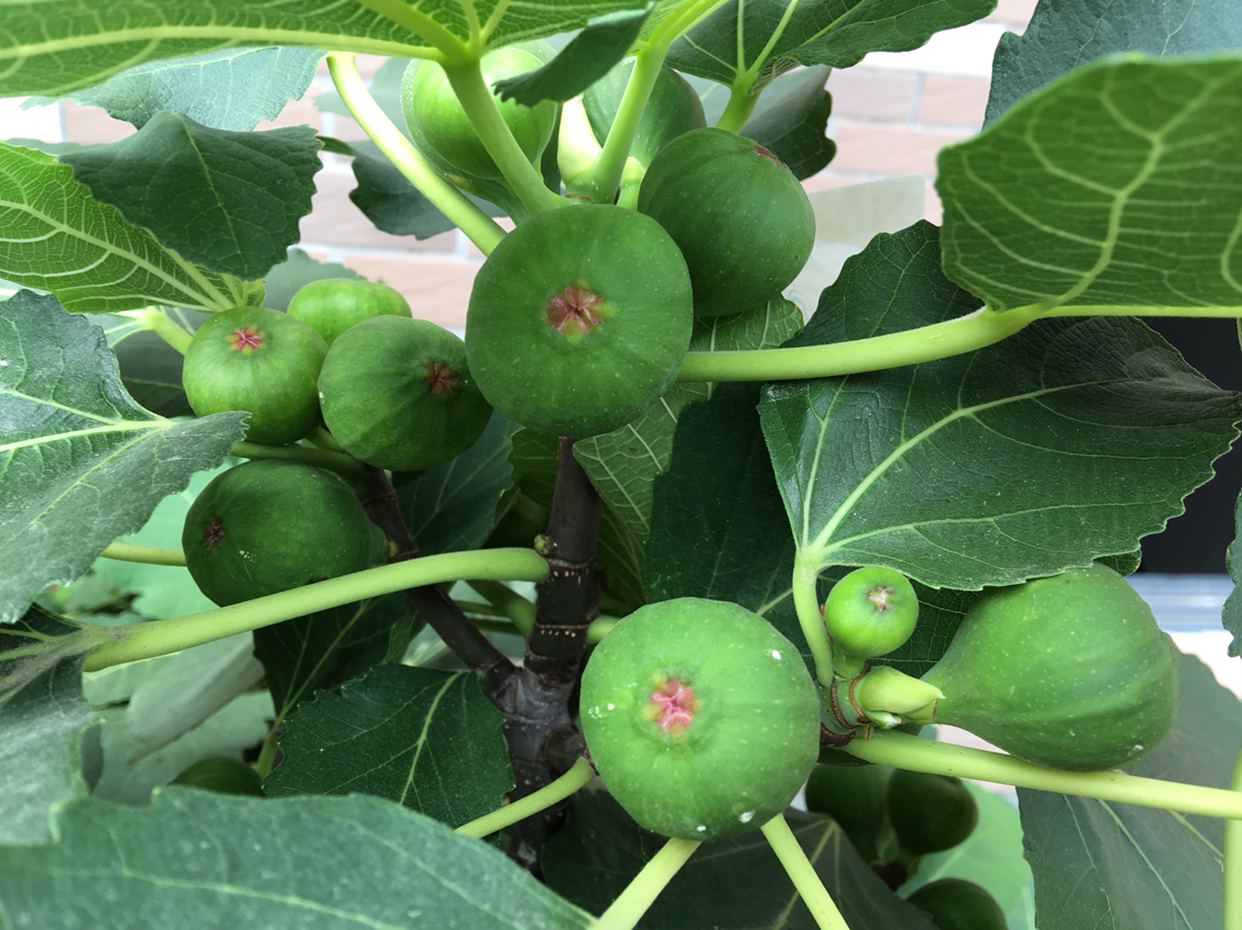 盆栽无花果树怎么养才能长得好,盆栽无花果的养殖方法和注意事项