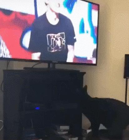 猫咪没坏心眼视频,猫咪没有坏心思在线阅读