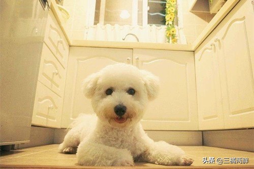 养小比熊要注意事项有哪些,养小狗比熊的分享经验