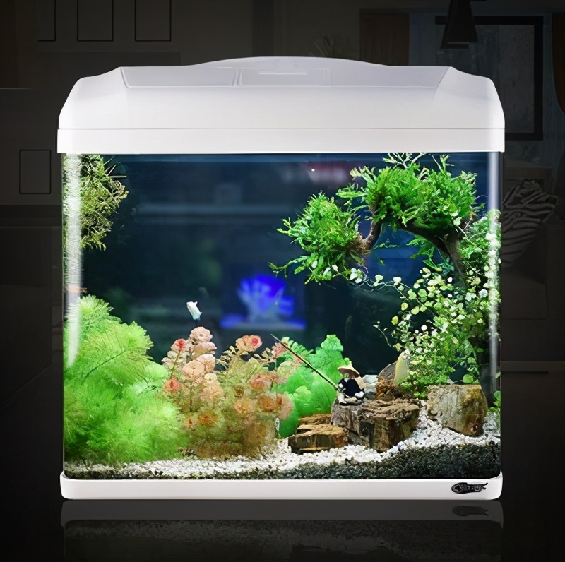 鱼缸观赏鱼的养殖方法和注意事项,鱼缸养观赏鱼都需要哪些必备装备