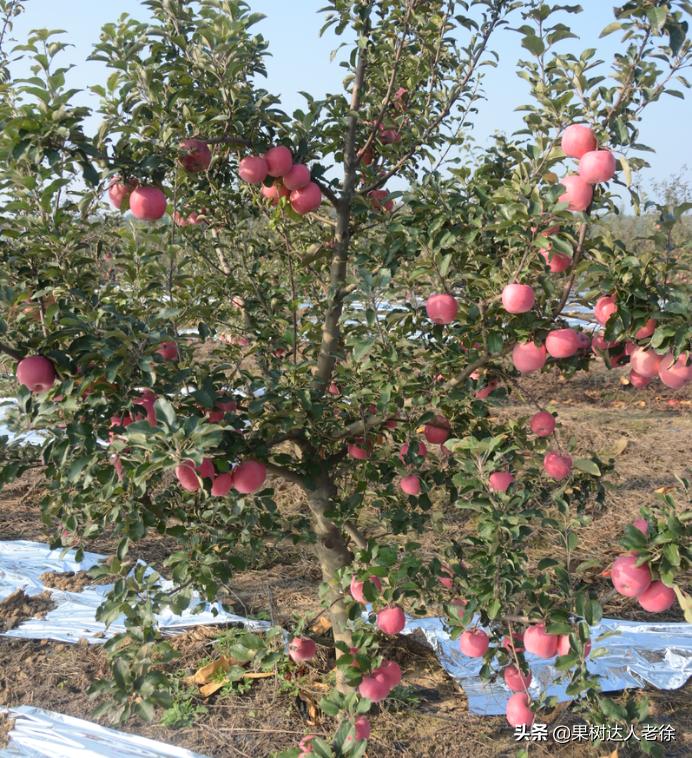 苹果矮化栽培管理,苹果矮化栽培的原理