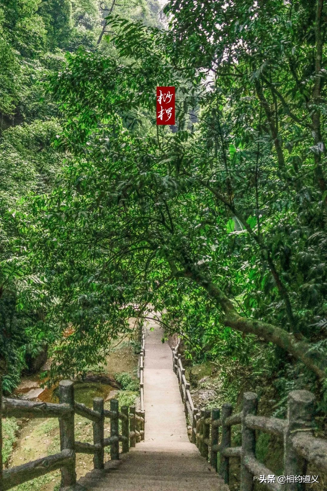 赤水大瀑布 侏罗纪公园 (贵州赤水侏罗纪公园攻略)