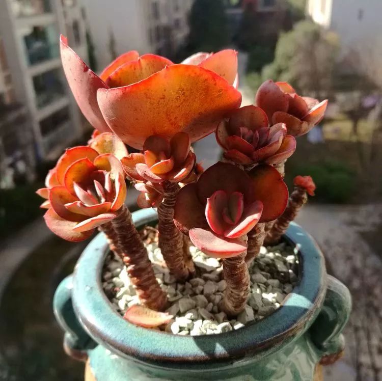 冬日暖阳邂逅最美的多肉,冬日暖阳和多肉暖了我的心