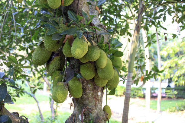 菠萝蜜快速种植方法,菠萝蜜高产种植技术