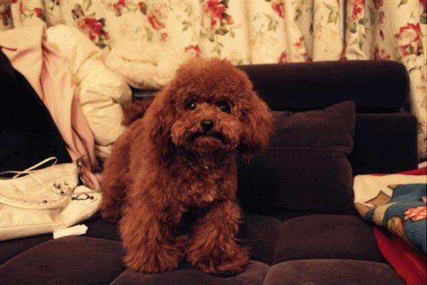 饲养小知识,养宠小知识狗狗篇之幼犬妙招