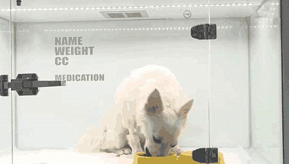 柴犬被主人抛弃了特别抑郁怎么办,柴犬被找到只剩半只后续