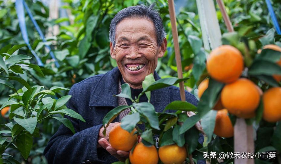 农作物苗期用哪个调节剂比较好,作物生长调节剂大全