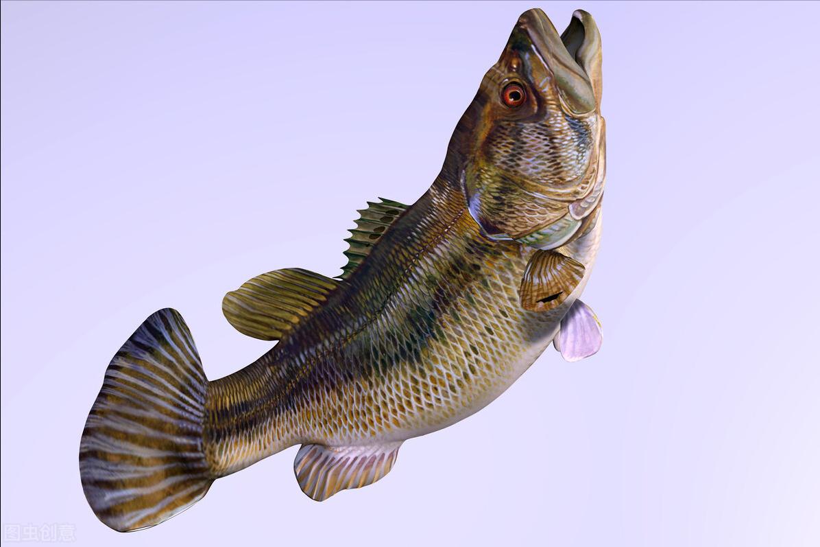 鲈鱼怎么钓视频教学,鲈鱼怎么钓起来