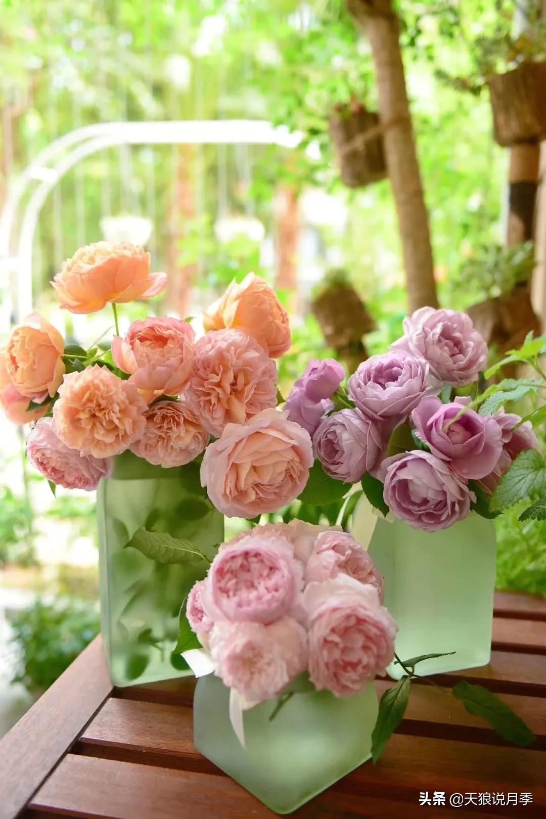 花友家的春花都开爆爆爆了，快来云赏花！（上）