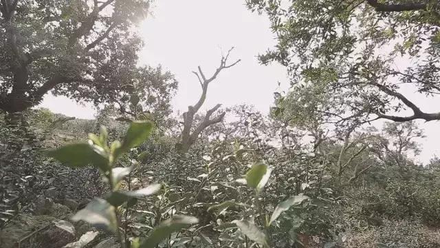 爱茶之人必去的九大茶区,爱茶之人九大茶区