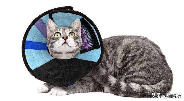 伊丽莎白圈猫咪,伊丽莎白圈有危险吗