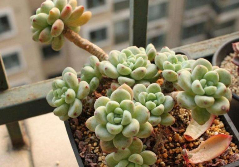 多肉生虫最有效的方法,多肉生虫怎么杀