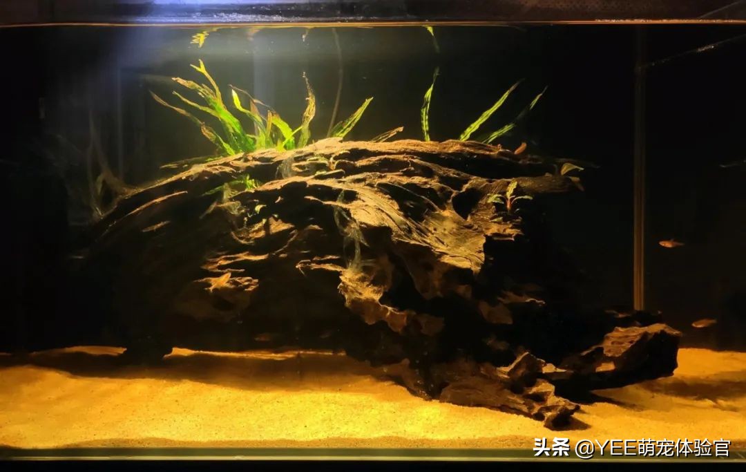 2cm级迷你灯鱼，好品相挤不进热门榜