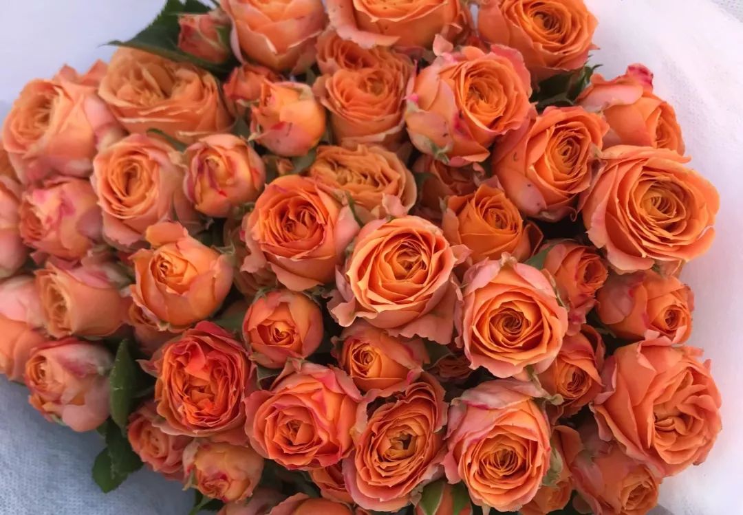 推荐几款玫瑰,哪几种玫瑰值得入手