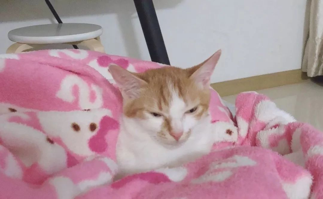 猫咪可怕的病,猫传腹口服441和针剂441的区别