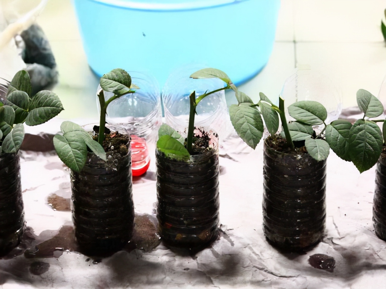 秋天扦插花苗,秋天扦插的小苗