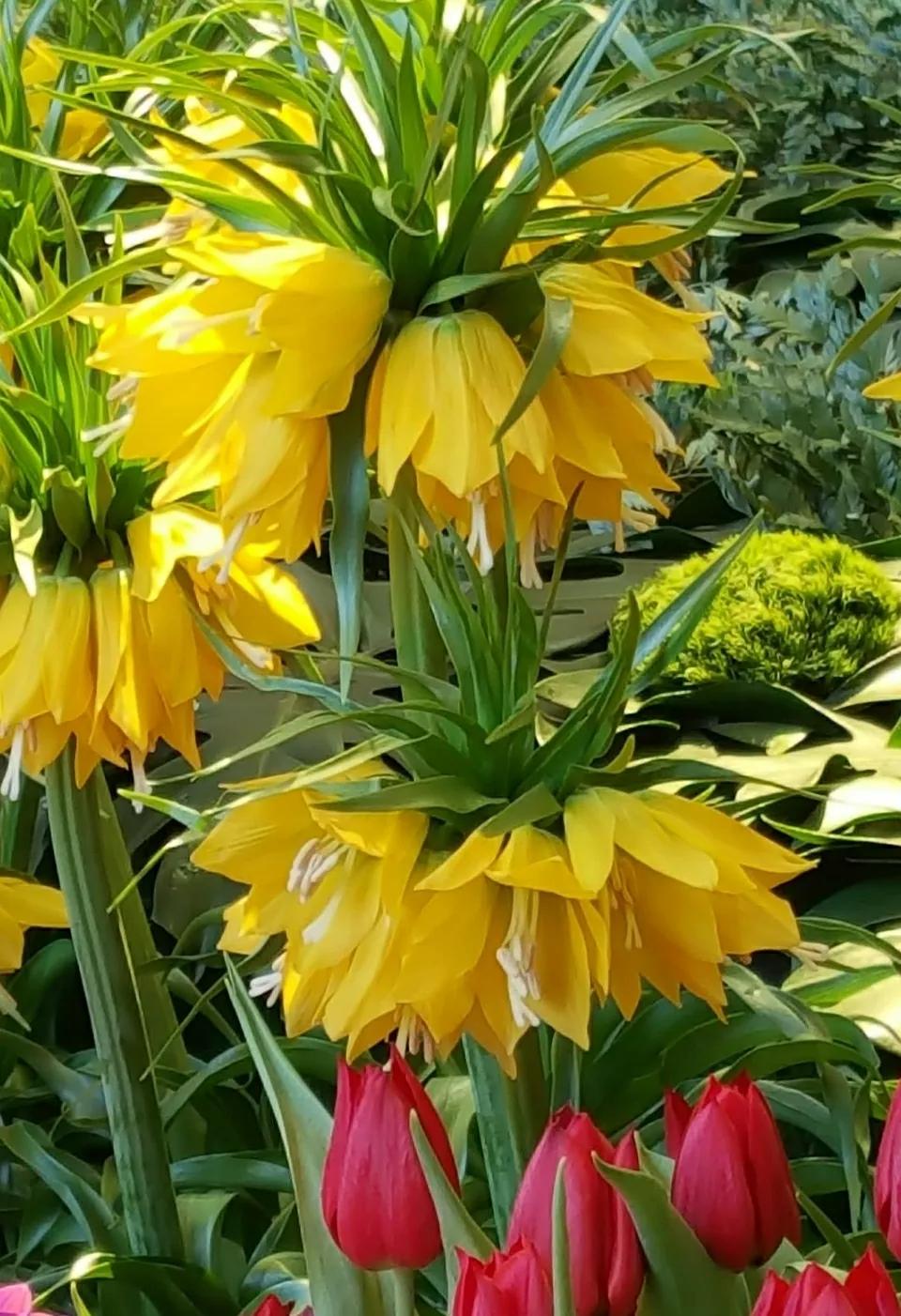 奇葩造型花：头上长草，心中有鬼，白月光。白天不开你非要晚上开