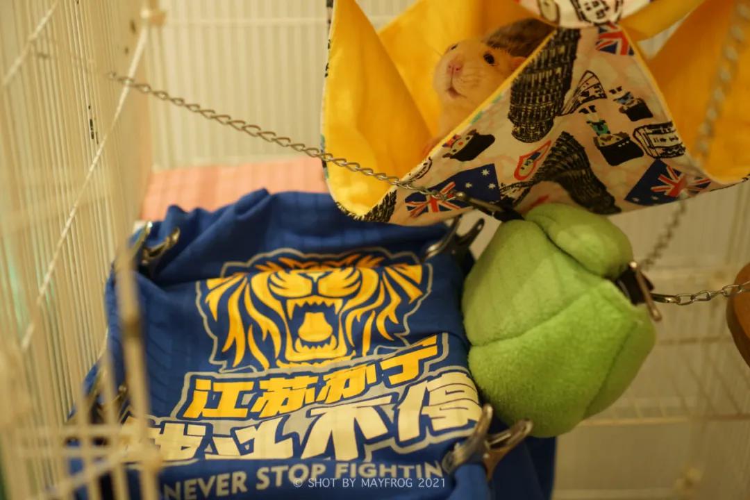 「清明特辑」零首付！月供2块2！江苏队的头七日我尽了绵薄之力