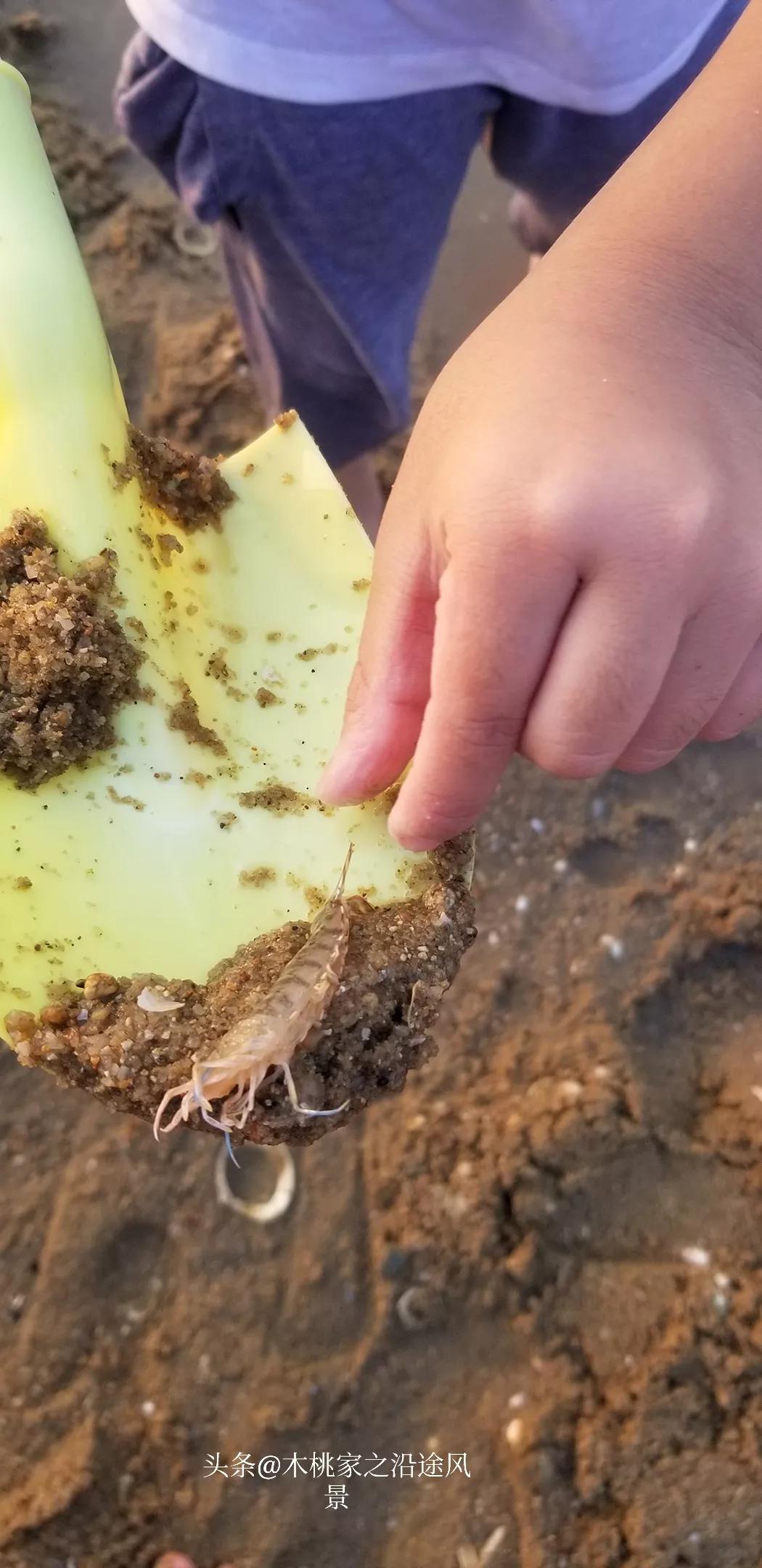 东平赶海沙滩,东平赶海最佳地方