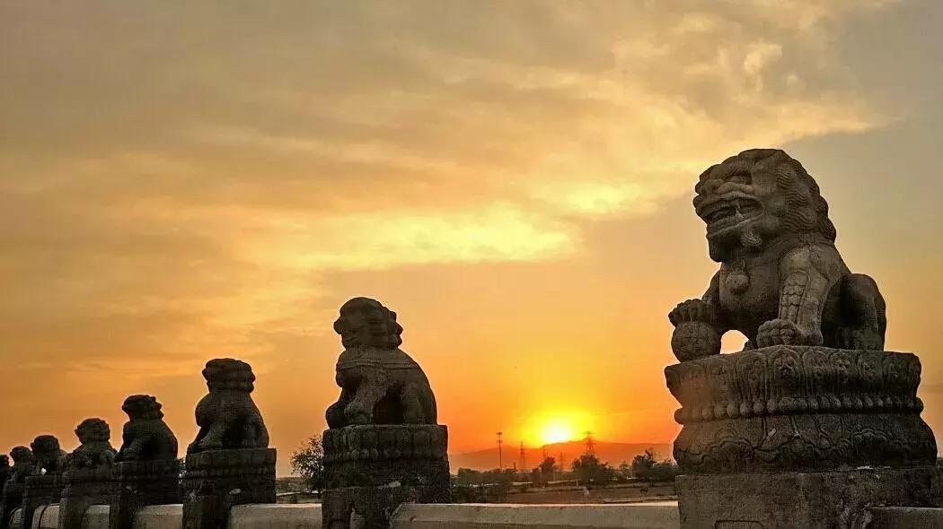 狮子山下,狮子迁徙几千公里