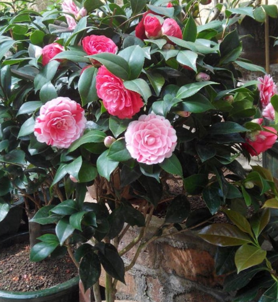 香妃茶花掉叶掉花苞是怎么回事,茶花叶铁锈色花苞一碰就掉怎么办