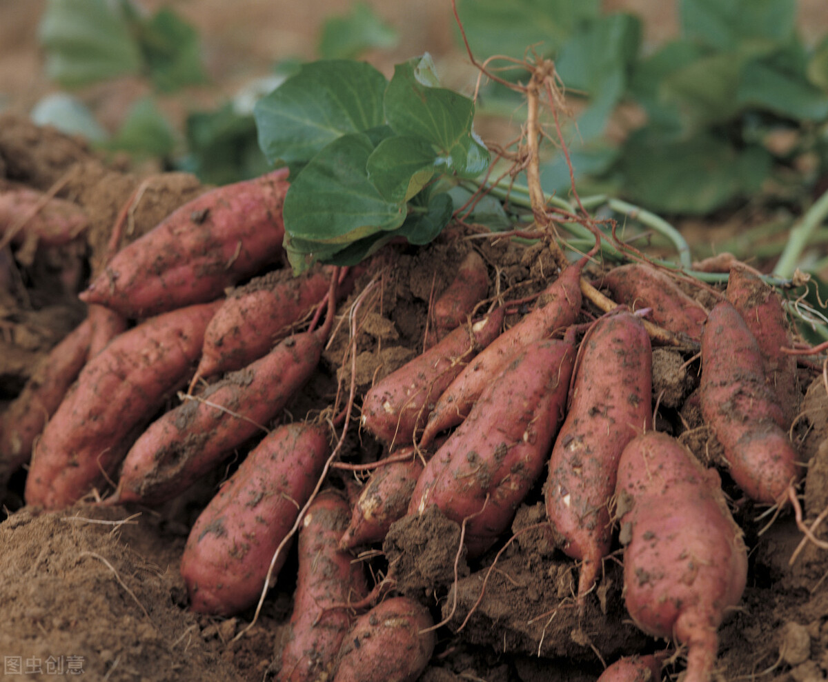 红薯亩产7000斤为什么不能主粮化,红薯为何不能成为主粮