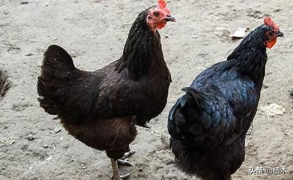 李时珍称它药鸡，一年只能长3斤，你见过吗？