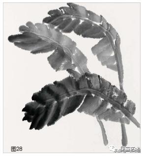 芭蕉叶画法教程,国画芭蕉画法视频