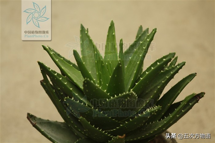 从学习强国的一道题说起，陆地上到底有没有发光植物？