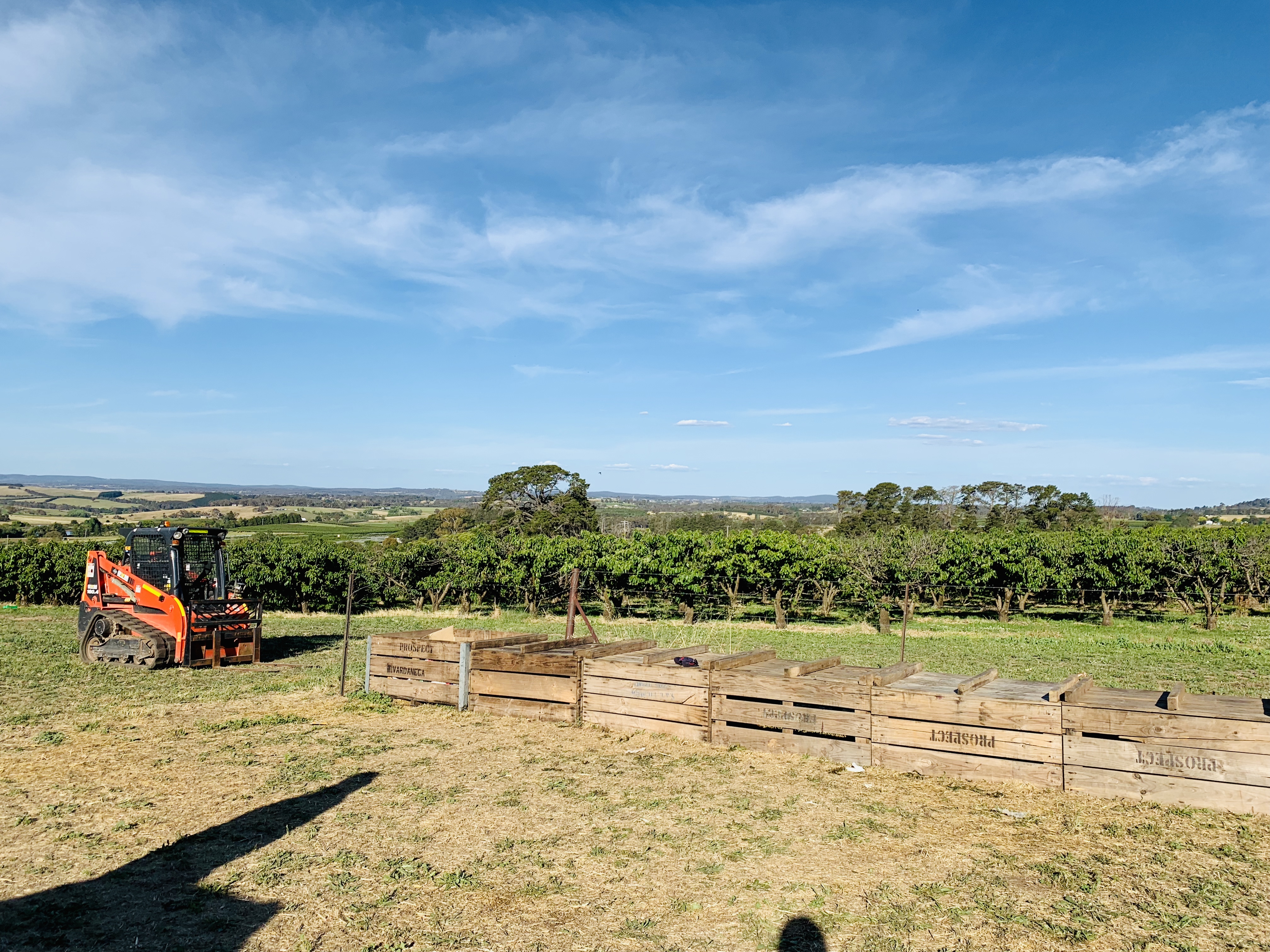 澳洲樱桃采摘,在澳洲采樱桃视频