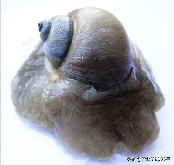 大连鱼市海鲜贝类品种,大连贝类海鲜图片大全