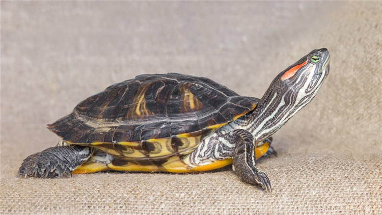 乌龟不吃食趴缸是什么原因,乌龟现在不吃食是什么原因