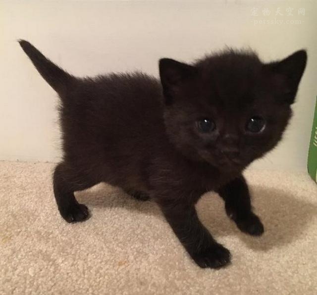 猫咪呕吐腹泻白细胞低但不是猫瘟,猫咪腹泻呕吐食欲不振用什么药