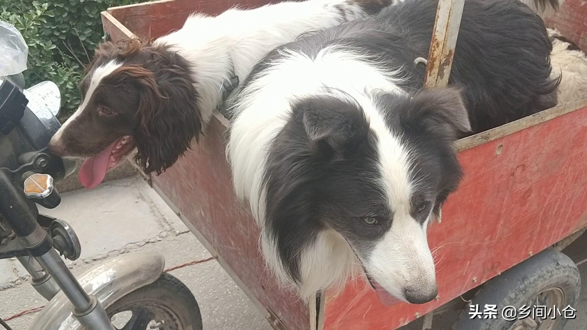 豫东第一大狗市,带你看看周口最大的狗市