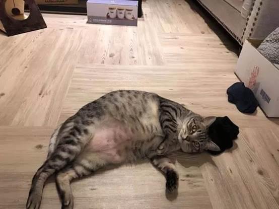 最能长胖的猫咪竟然不是橘猫,最容易变胖的猫