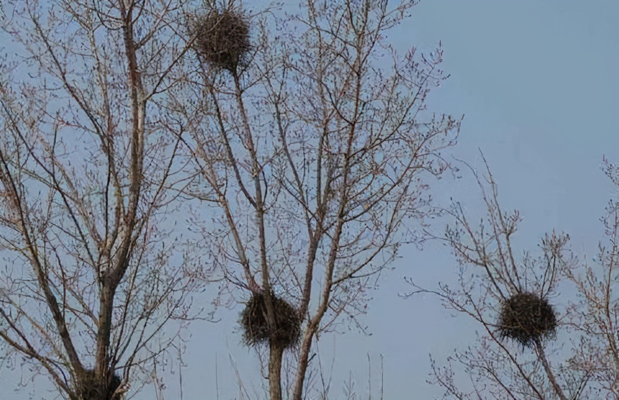 喜鹊窝在冬天为什么不怕下雪,为什么喜鹊窝不能风吹不落